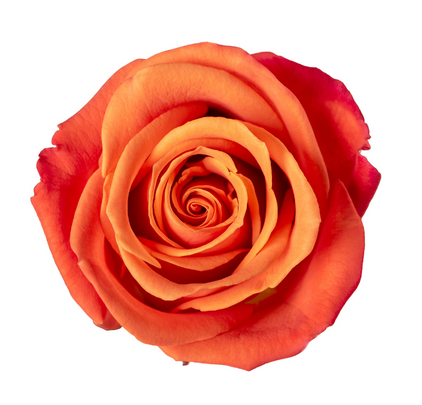 Orange Crush Roses