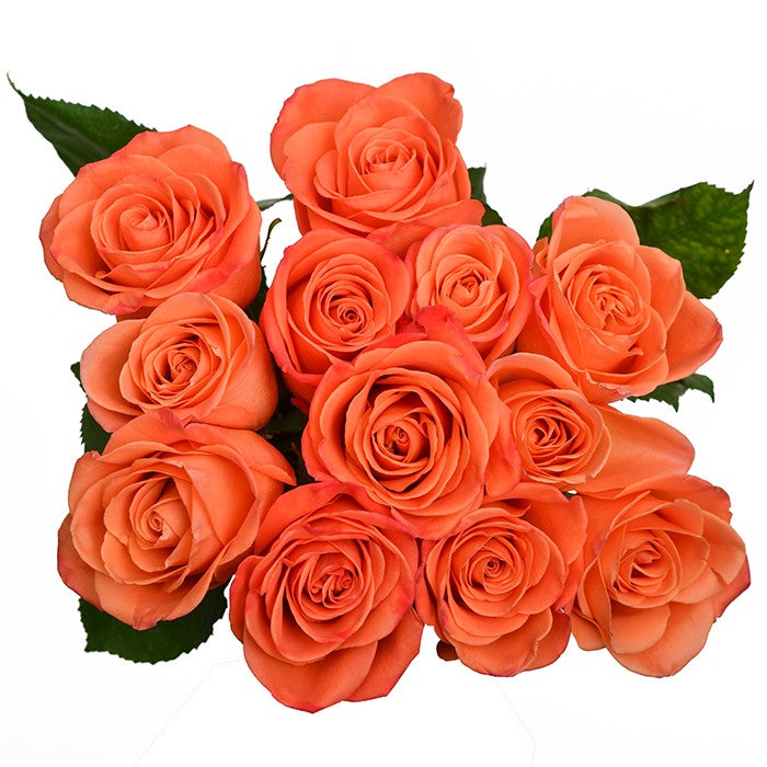 Orange Crush Roses