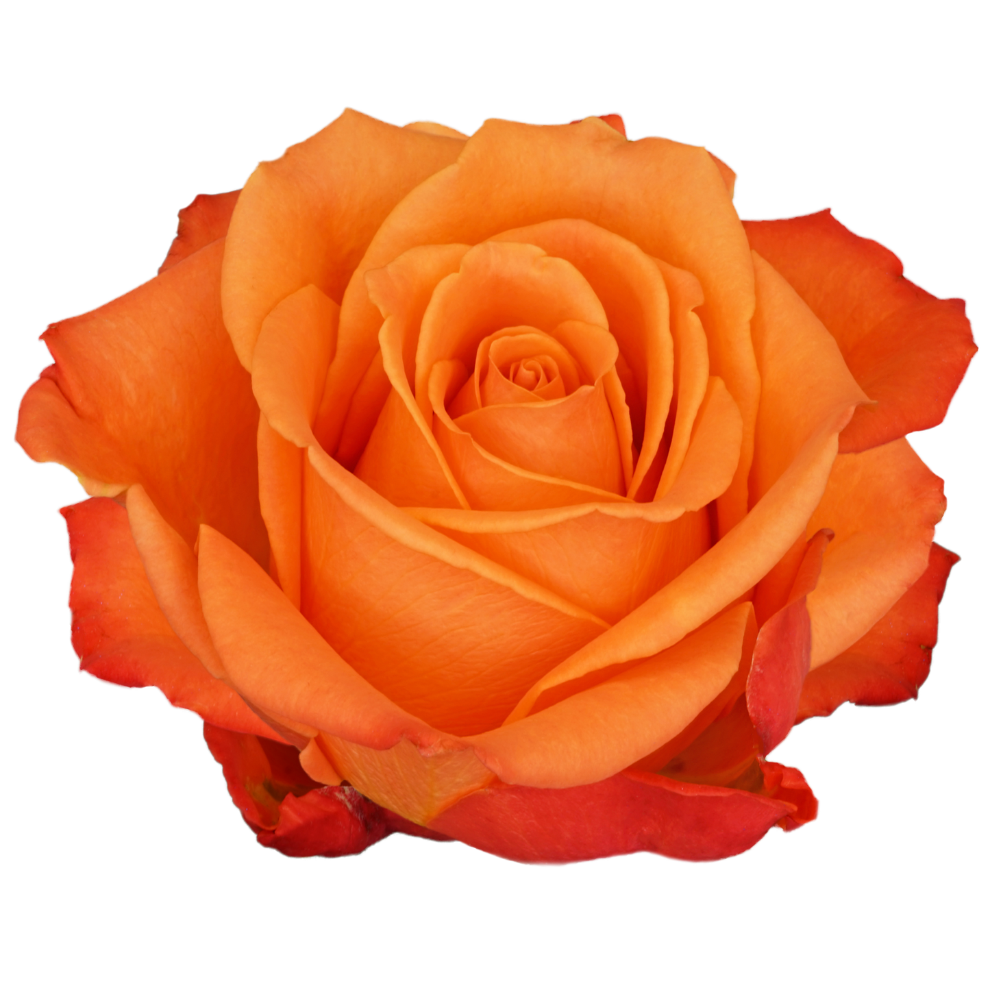 Orange Crush Roses