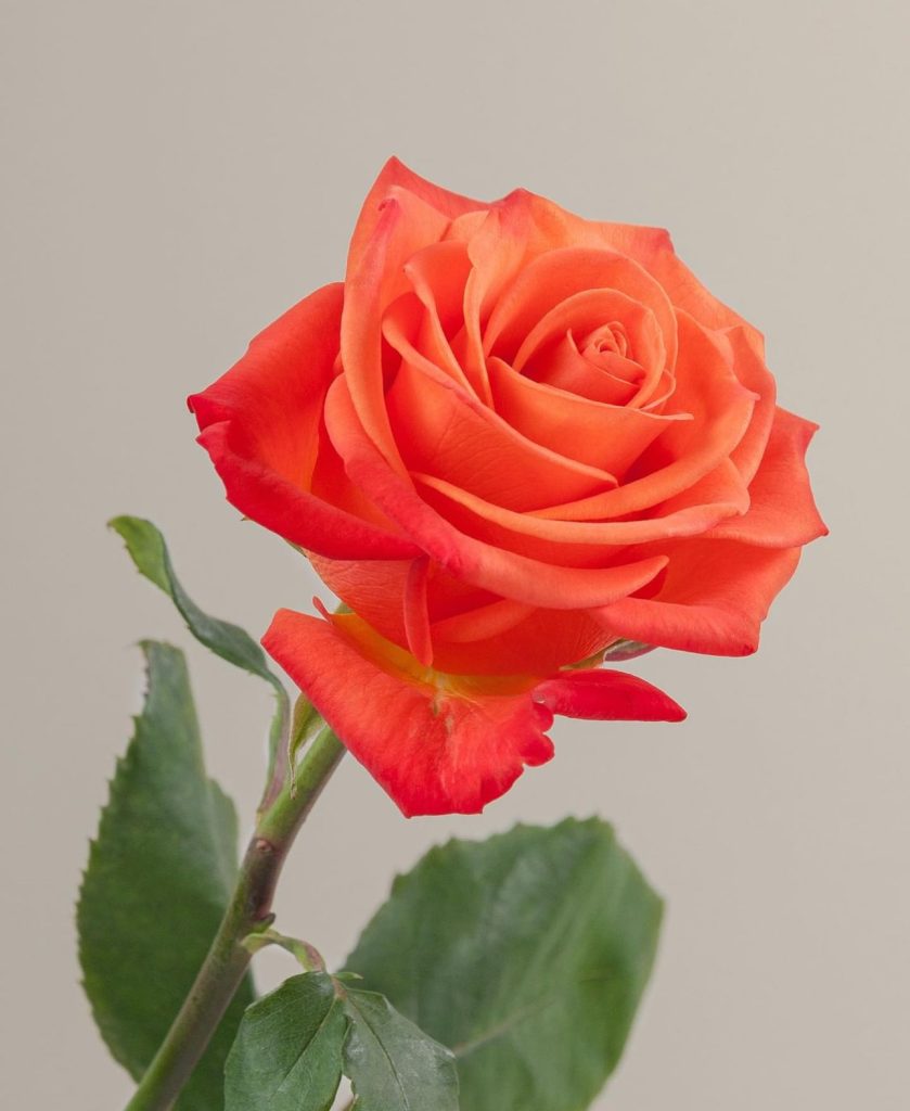 Orange Crush Roses
