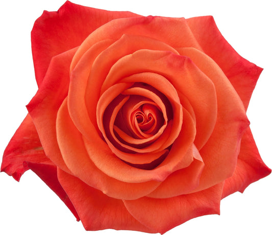 Orange Crush Roses