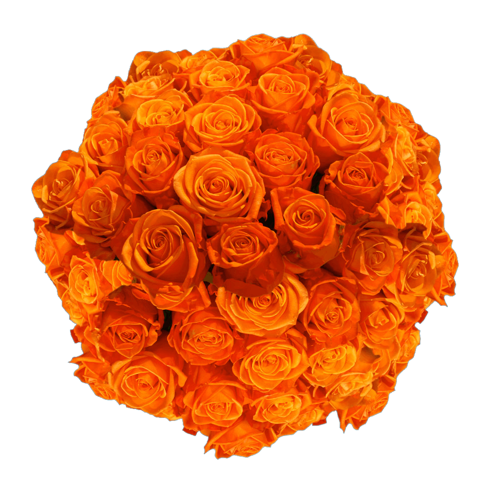 Orange Crush Roses