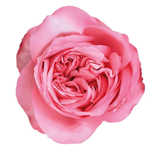 Pink Xpression Rose