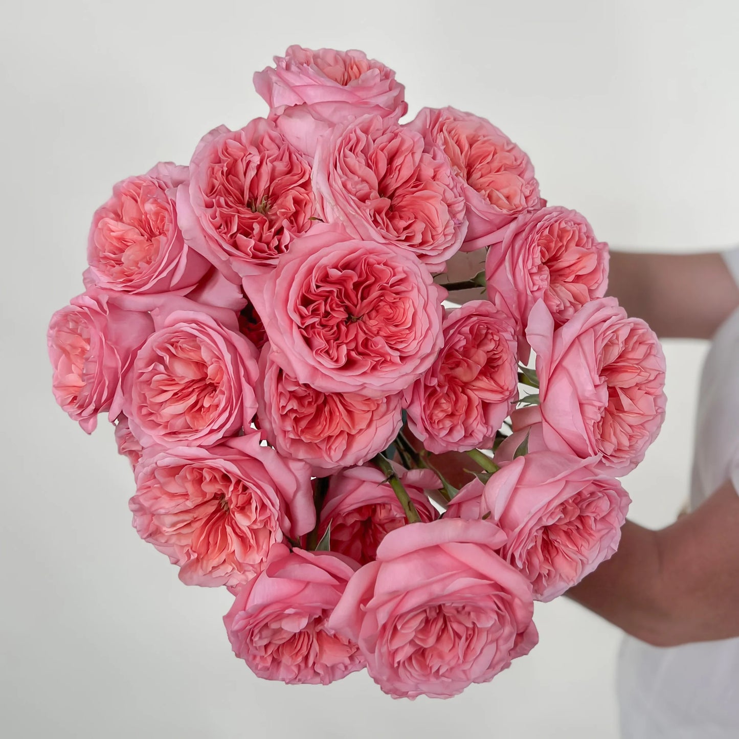Pink Xpression Rose