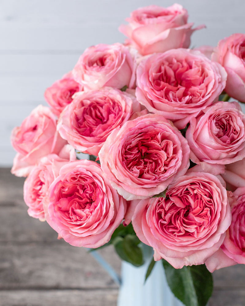 Pink Xpression Rose