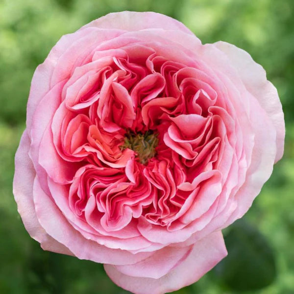 Pink Xpression Rose