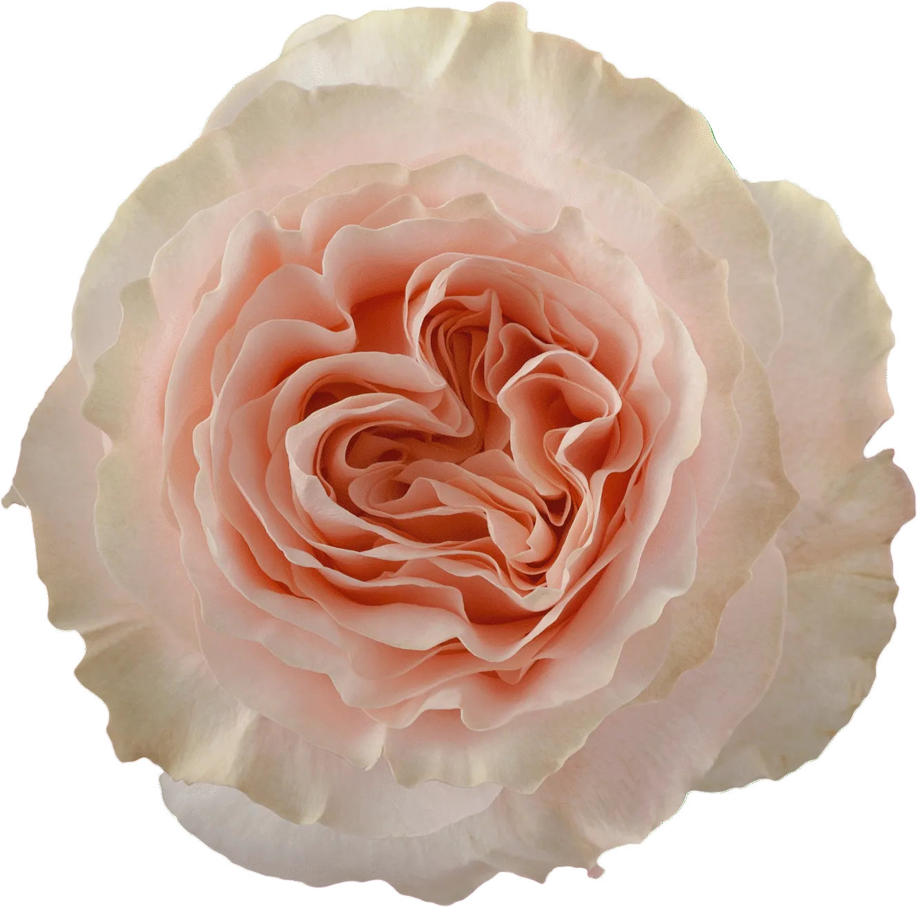 Princess Crown Rose