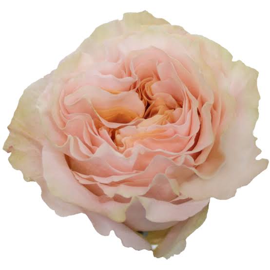 Princess Crown Rose