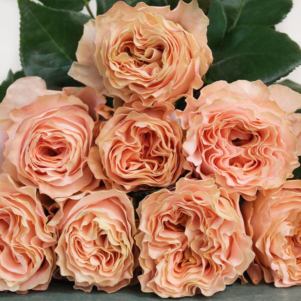 Princess Crown Rose