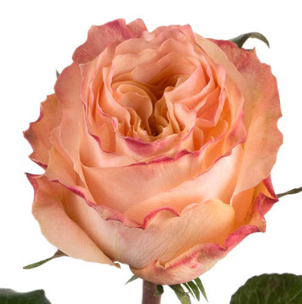 Princess Crown Rose