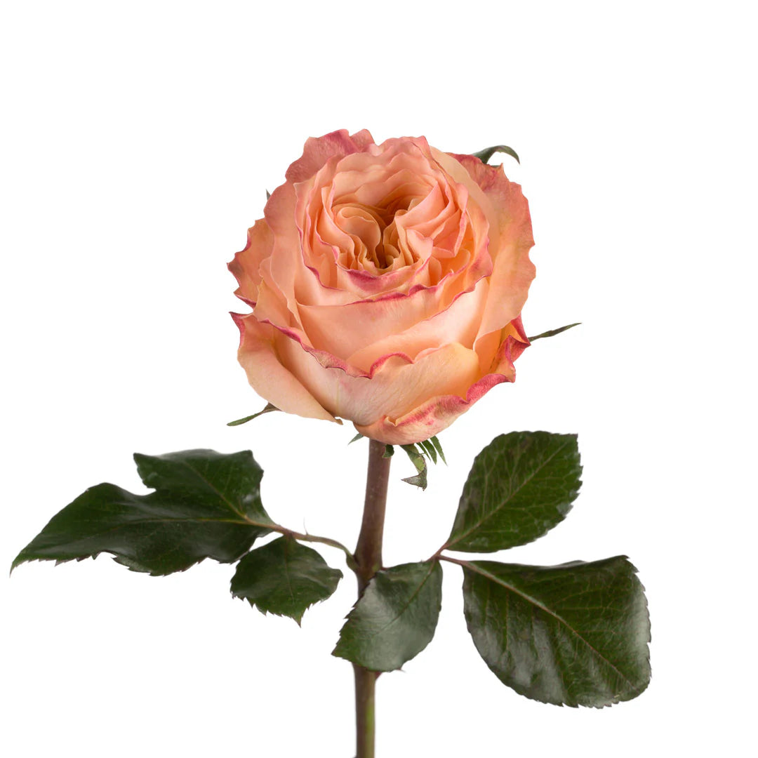 Princess Crown Rose