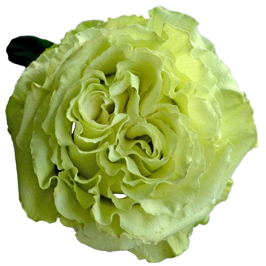 Lemonade Rose