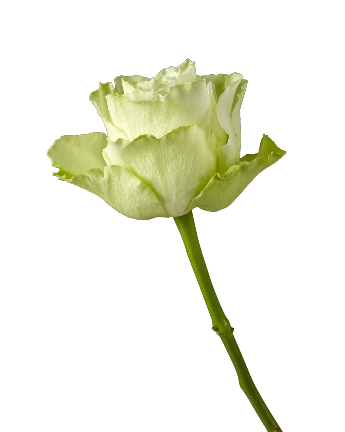 Lemonade Rose
