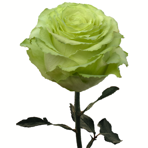 Lemonade Rose