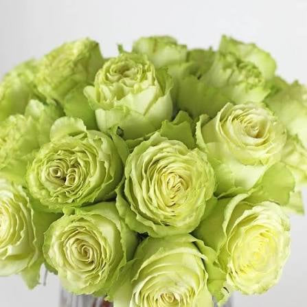 Lemonade Rose