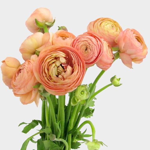 Peach Ranunculus
