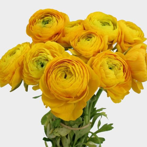 Yellow Ranunculus