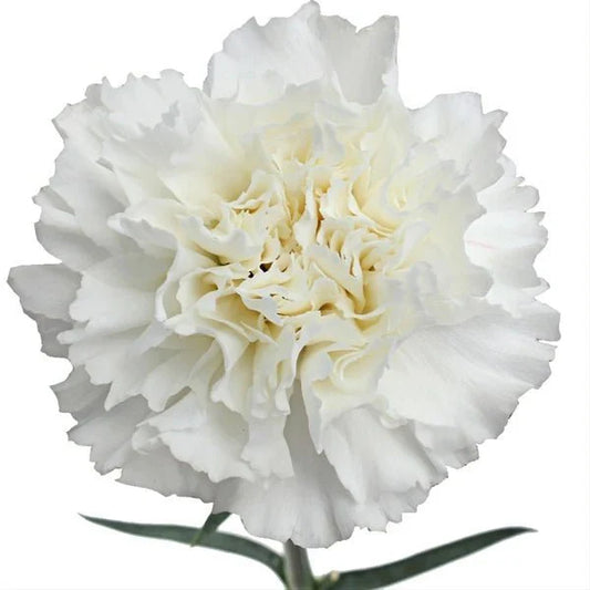 Carnation