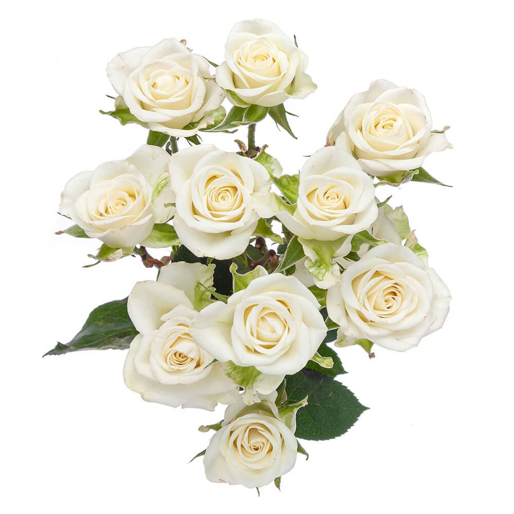 Snowflake Spray Rose