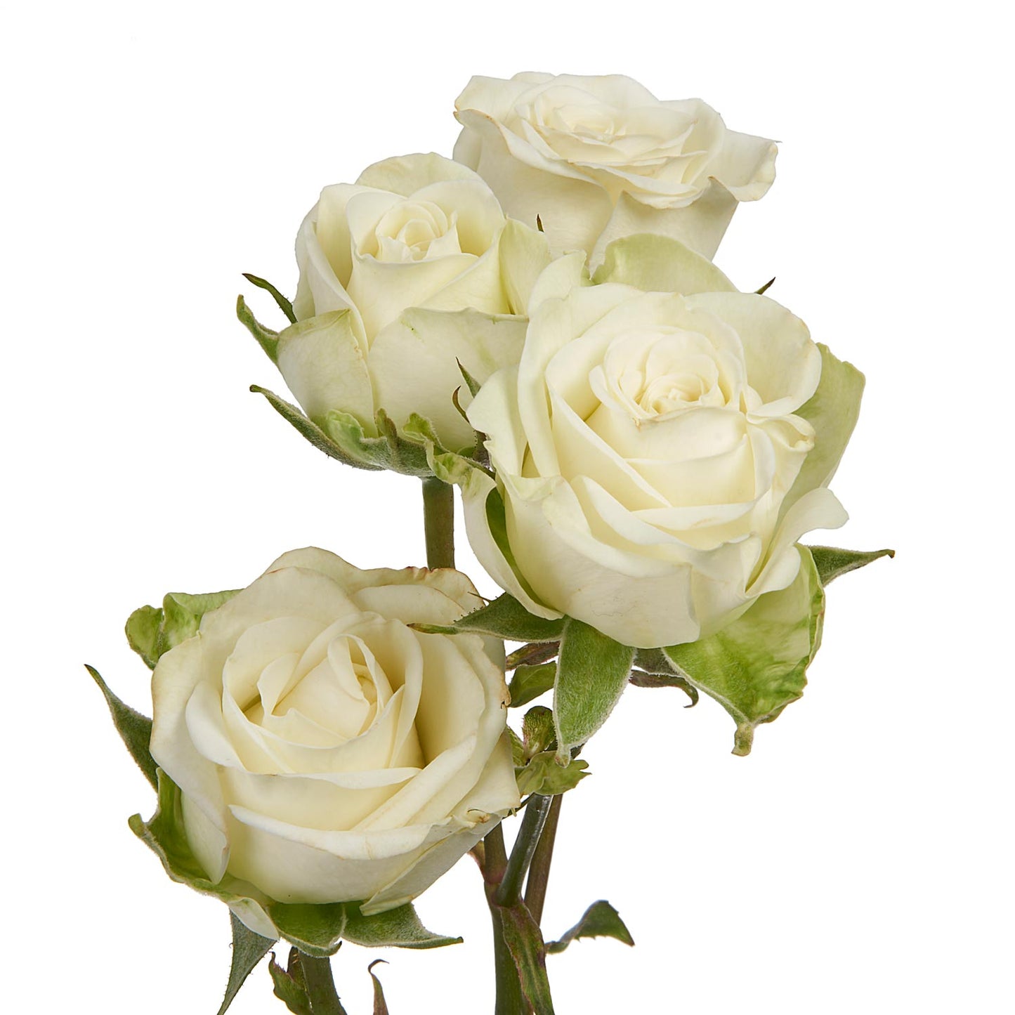 Snowflake Spray Rose