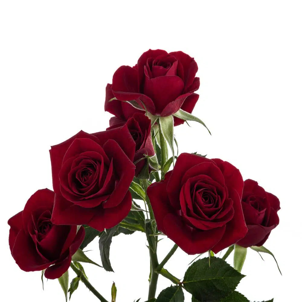 Burgundy Spray Rose