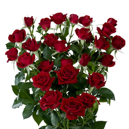 Burgundy Spray Rose