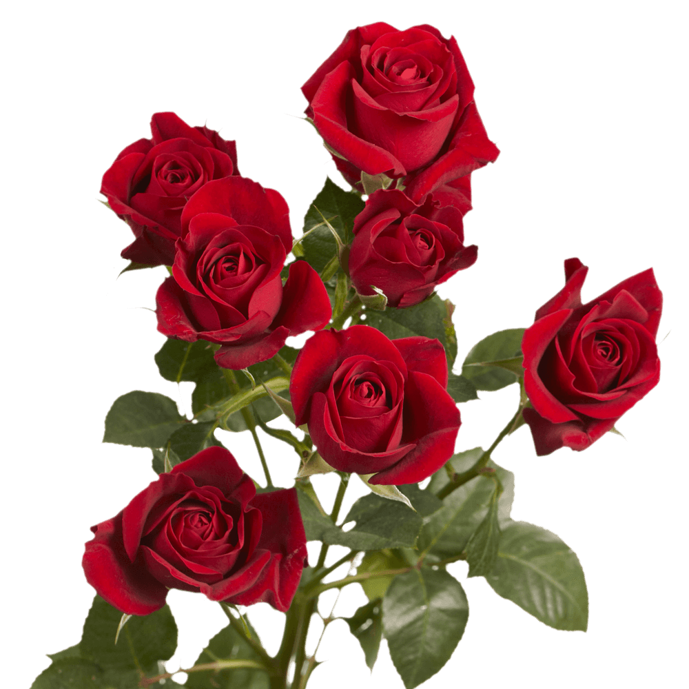 Red Spray Rose