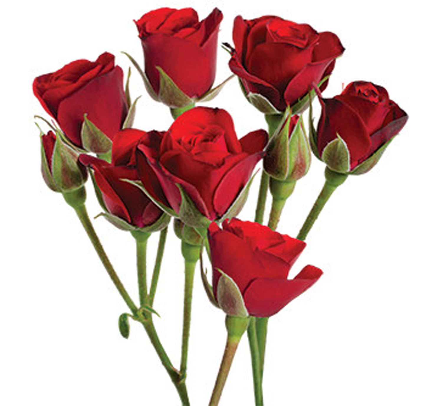 Red Spray Rose