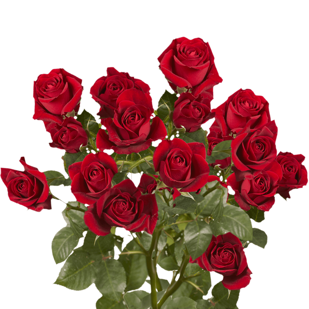Red Spray Rose
