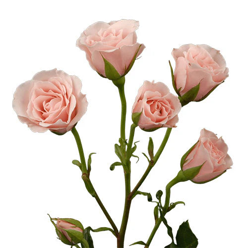 Pink Majolica Spray Rose