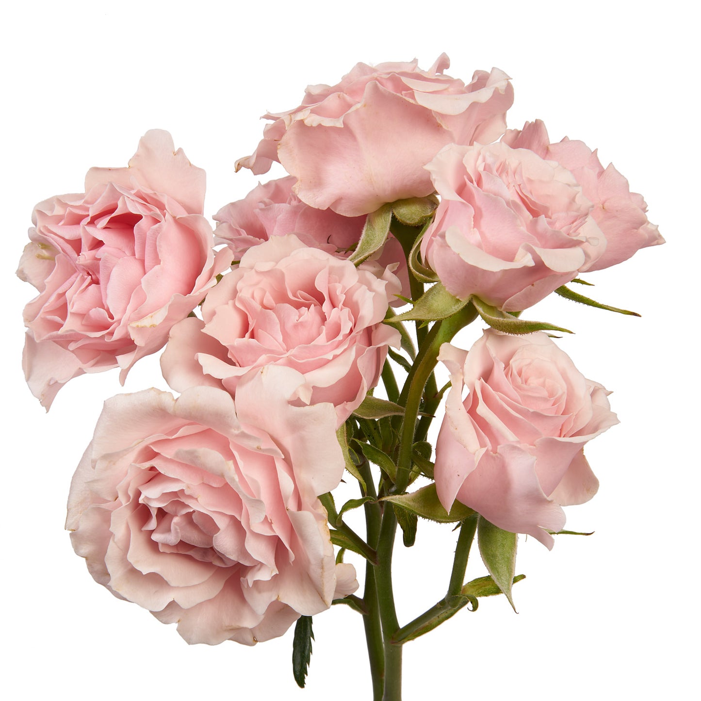 Pink Majolica Spray Rose