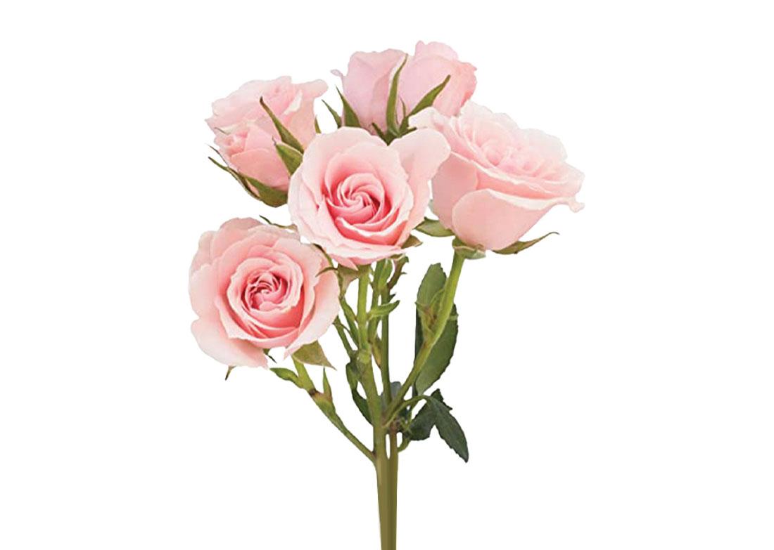 Pink Majolica Spray Rose