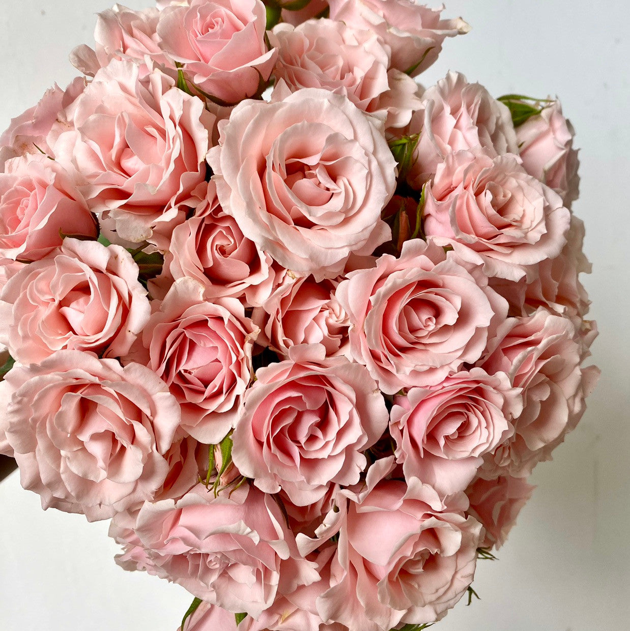 Pink Majolica Spray Rose