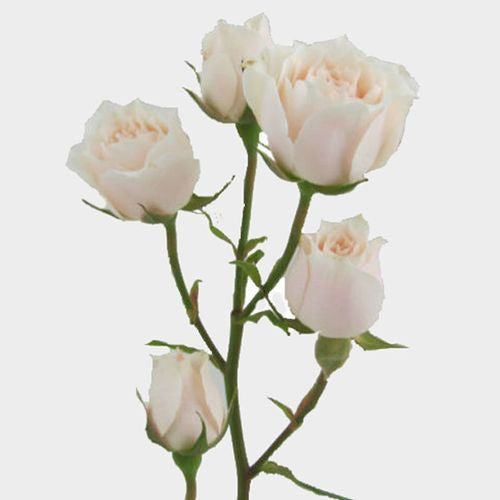 White Majolica Spray Rose