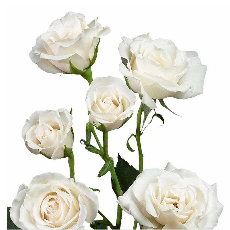White Majolica Spray Rose