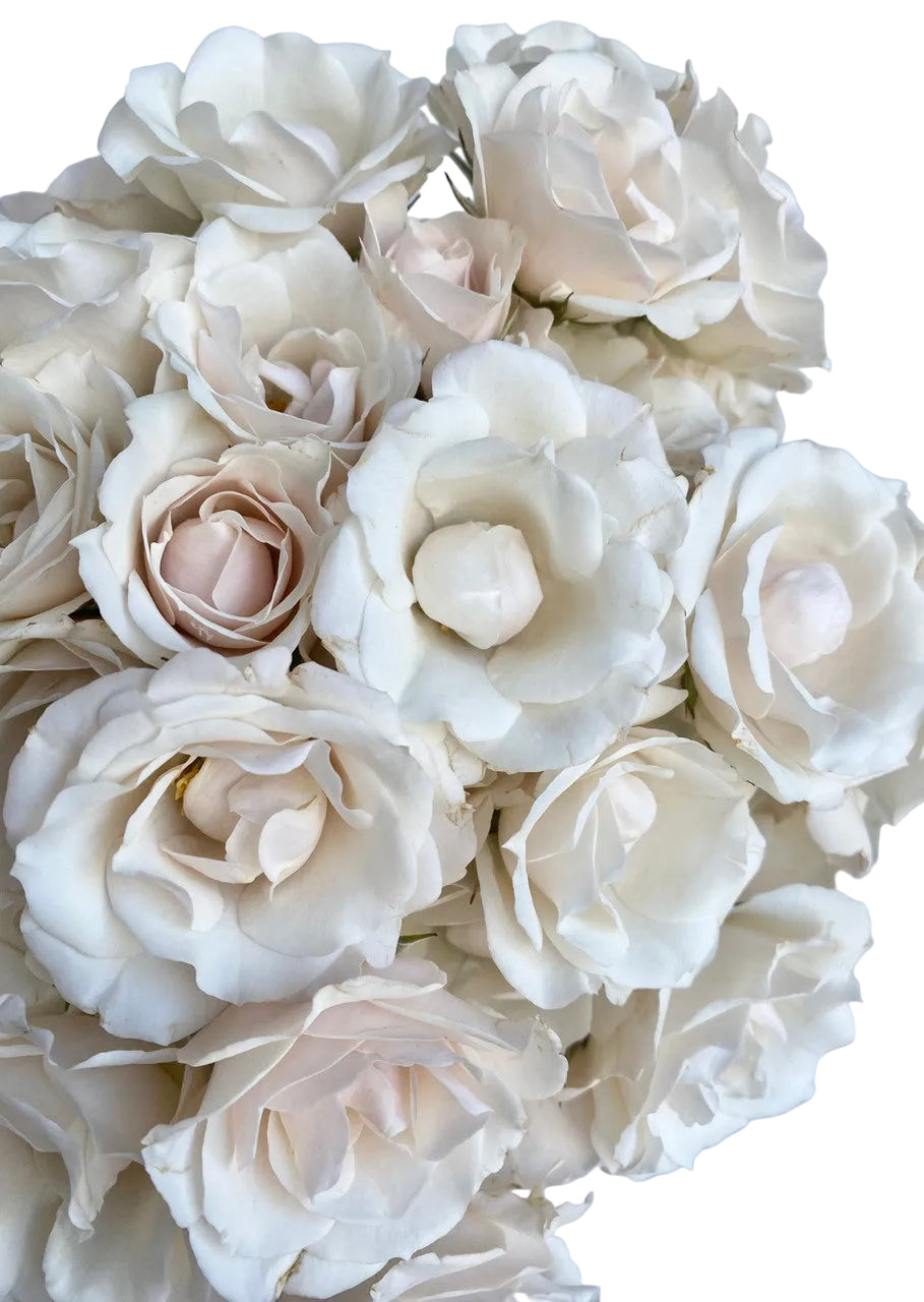 White Majolica Spray Rose