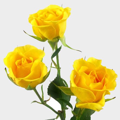Yellow Spray Rose