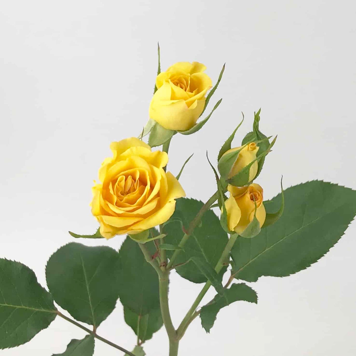 Yellow Spray Rose