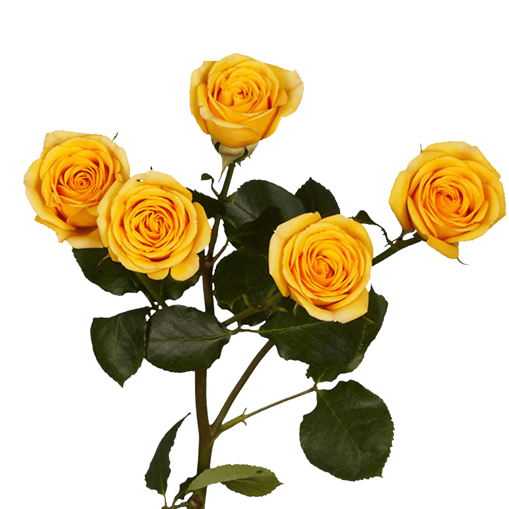 Yellow Spray Rose