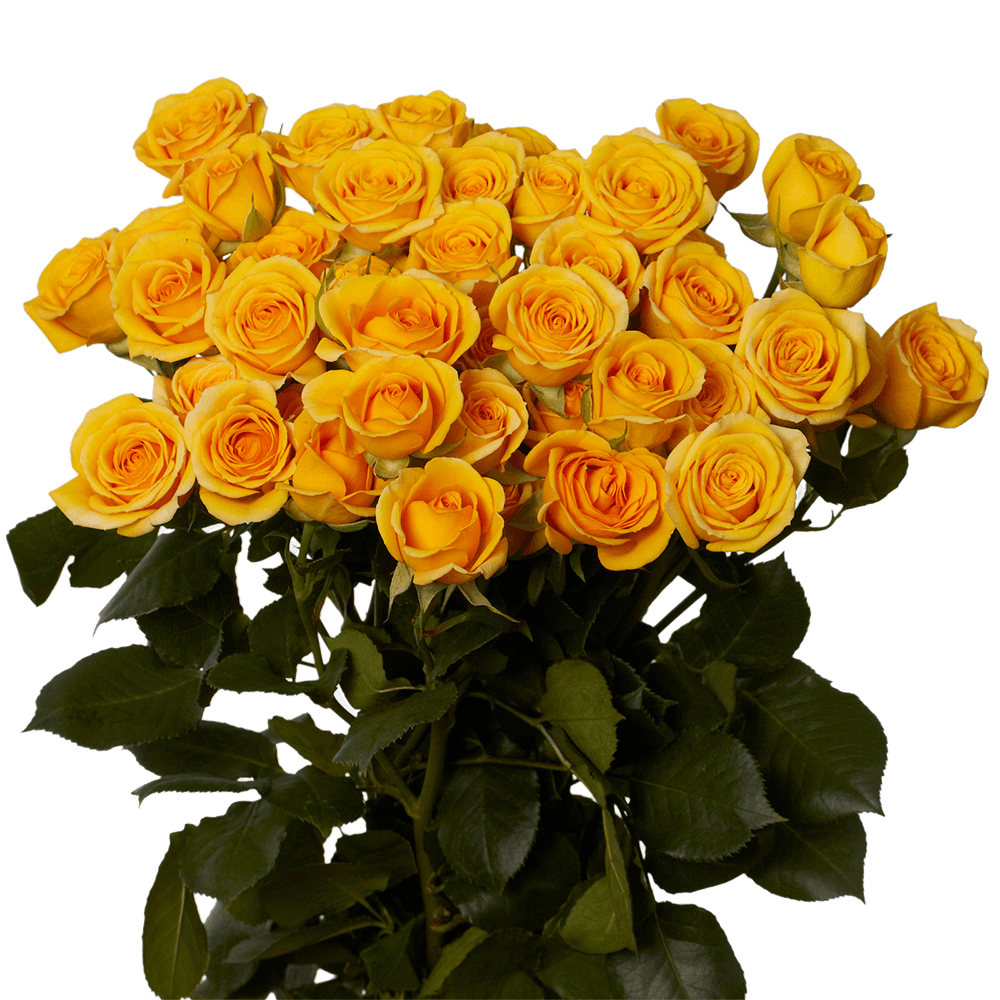 Yellow Spray Rose