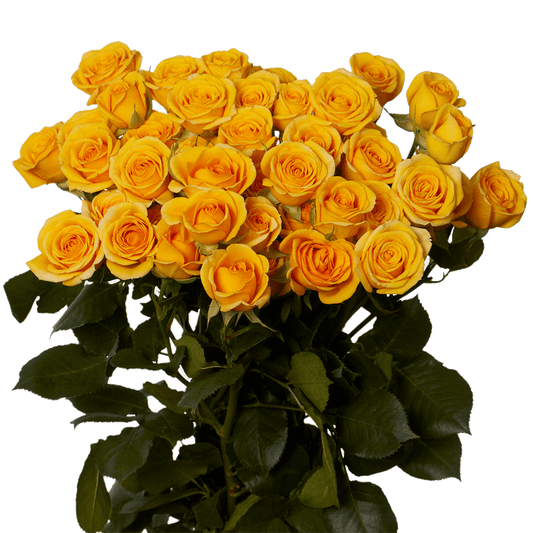 Yellow Spray Rose