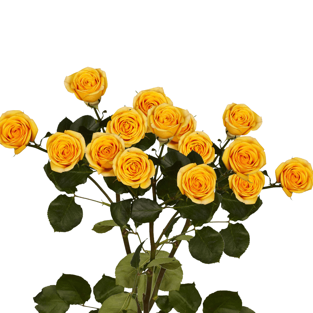 Yellow Spray Rose