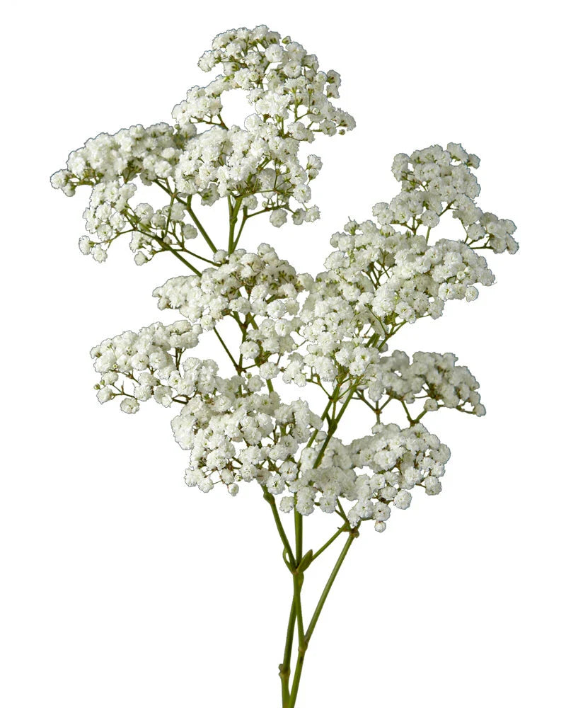 Baby’s Breath (Gypsophila)
