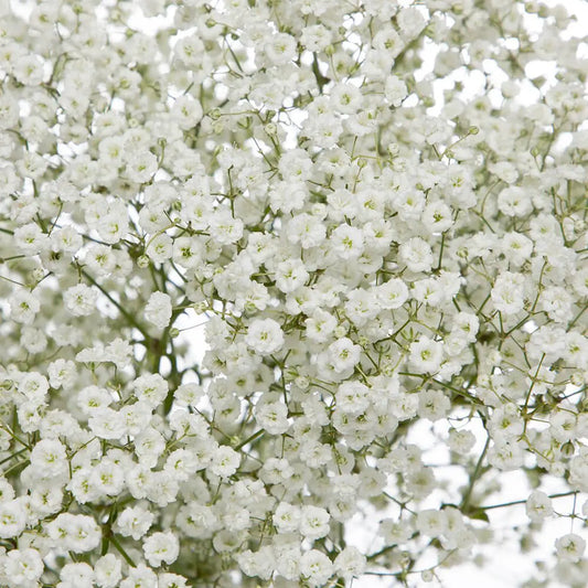 Baby’s Breath (Gypsophila)