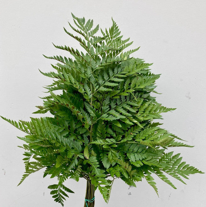 Leather Leaf