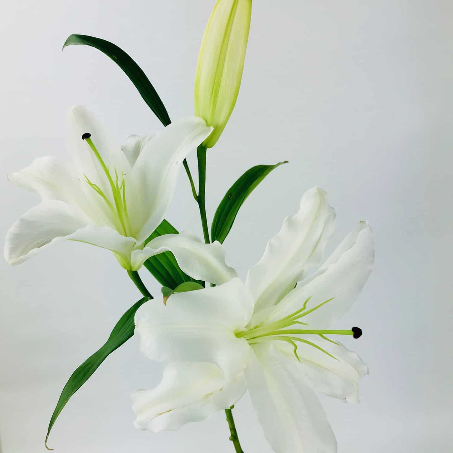 Premium Casablanca Oriental Lily