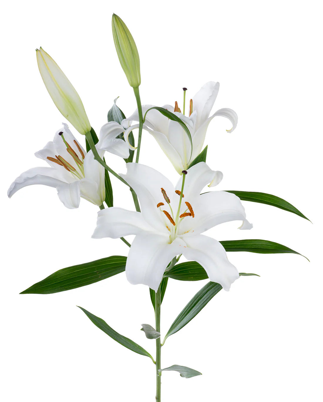 Premium Casablanca Oriental Lily