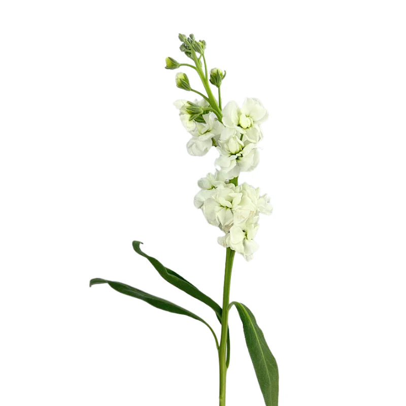 White Stock
