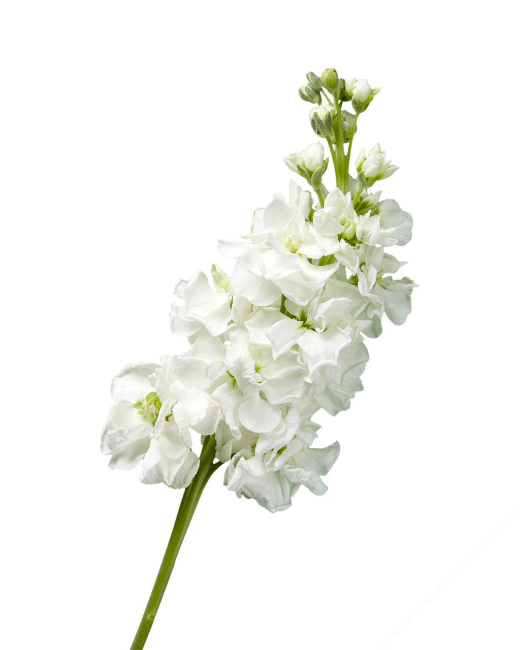 White Stock