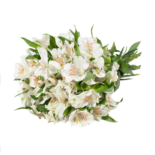 White Alstroemeria